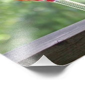 Eekhoorn Drink een cocktail bij Happy Hour Foto Afdruk (Hoek)