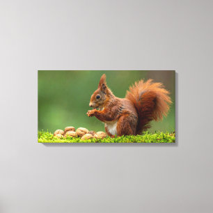 Eekhoorn eet noten canvas afdruk