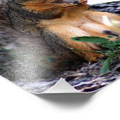 Eekhoorn Foto afdrukken Afdruk (Hoek)