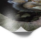 Eekhoorn Foto afdrukken Foto Afdruk (Hoek)