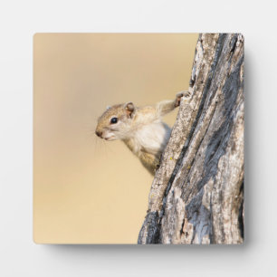 Eekhoorn Fotoplaat