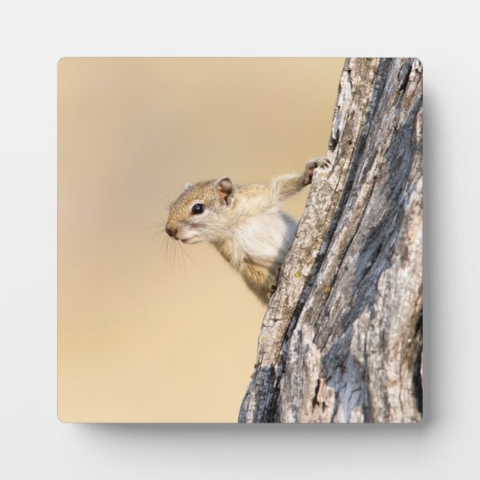Eekhoorn Fotoplaat (Voorkant)