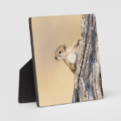 Eekhoorn Fotoplaat (Voorkant)