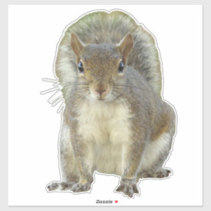 Eekhoorn gezicht sticker