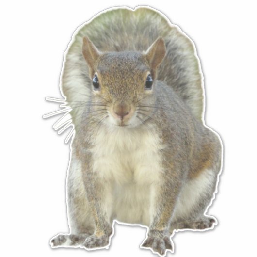 Eekhoorn gezicht tegen gezicht sticker (Voorkant)