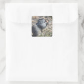 Eekhoorn (gopher, evrazka) eet brood vierkante sticker (Tas)