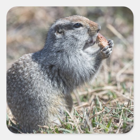 Eekhoorn (gopher, evrazka) eet brood vierkante sticker (Voorkant)