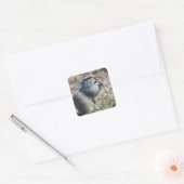 Eekhoorn (gopher, evrazka) eet brood vierkante sticker (Envelop)