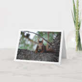 Eekhoorn in boom kaart (Voorkant)