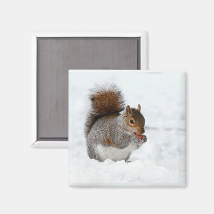 Eekhoorn in de sneeuw met besmagneet magneet