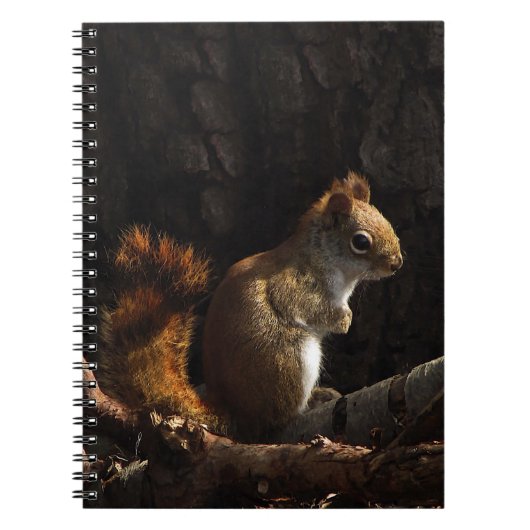 Eekhoorn in een pleister van zonlicht notitieboek (Voorkant)