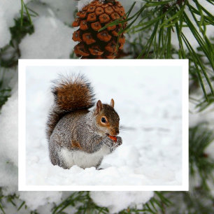 Eekhoorn in Sneeuw met Berry Briefkaart