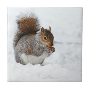 Eekhoorn in sneeuw met Berry Tegeltje