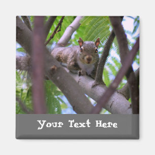 Eekhoorn in Tree Fridge Magnet Magneet