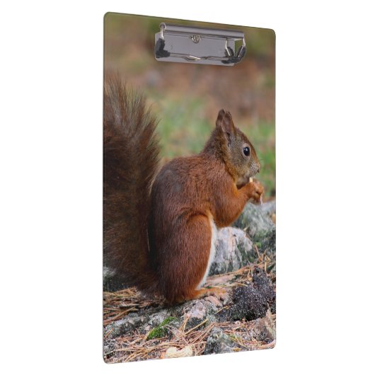 eekhoorn klembord (Rechts)