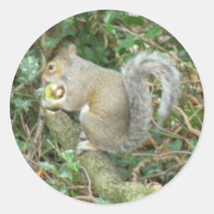 Eekhoorn met Acorn Sticker