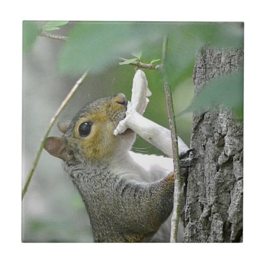 Eekhoorn met champignonTegel Tegeltje (Voorkant)