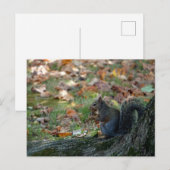 Eekhoorn met een moer briefkaart (Voorkant / Achterkant)