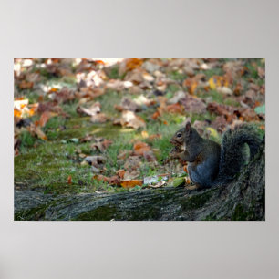 Eekhoorn met een moer poster