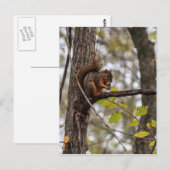Eekhoorn met walnoot briefkaart (Voorkant / Achterkant)