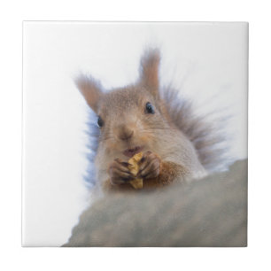 Eekhoorn met walnoot tegeltje