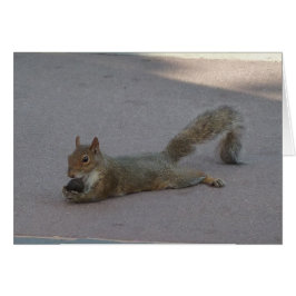 Eekhoorn met zijn noot