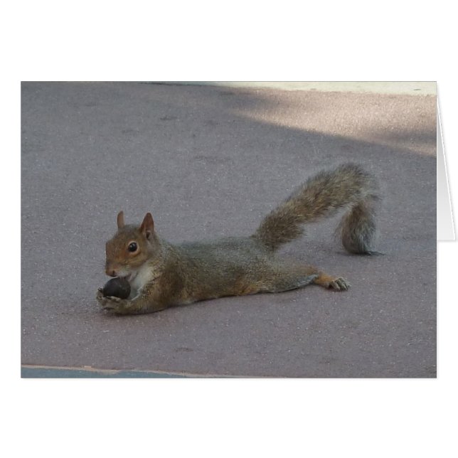 Eekhoorn met zijn noot (Voorkant Horizontaal)