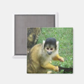 Eekhoorn Monkey Square Magnet Magneet (Voorkant / Achterkant)