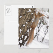 Eekhoorn op boom briefkaart (Voorkant / Achterkant)