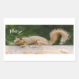 Eekhoorn op de Stickers van de Omheining