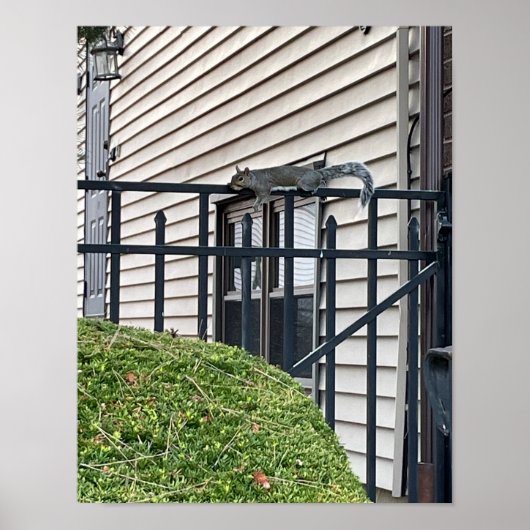 Eekhoorn op het Poster Fence (Voorkant)