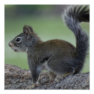 eekhoorn perfect poster