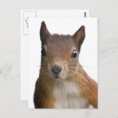 Eekhoorn Portret Briefkaart (Voorkant / Achterkant)