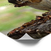 Eekhoorn Poster (Hoek)