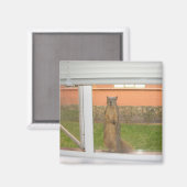 Eekhoorn Raammagneet Magneet (Voorkant / Achterkant)