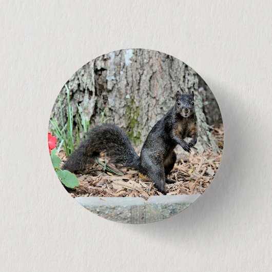eekhoorn ronde button 3,2 cm (Voorkant)