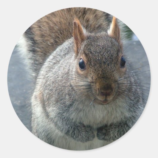 eekhoorn ronde sticker (Voorkant)