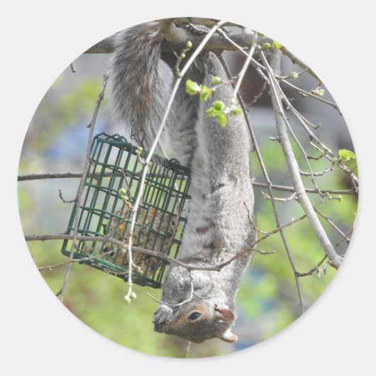 Eekhoorn rondhangen ronde sticker (Voorkant)