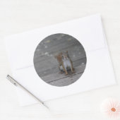 Eekhoorn sticker (Envelop)
