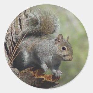 Eekhoorn Sticker 2