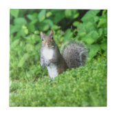 eekhoorn tegeltje (Voorkant)