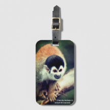 Eekhoornaapje in boom