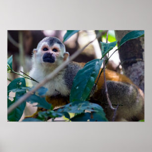 Eekhoornaapje in Manuel Antonio NP - Costa Rica Poster