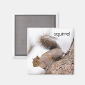 Eekhoorngekoelde magneten (Voorkant / Achterkant)