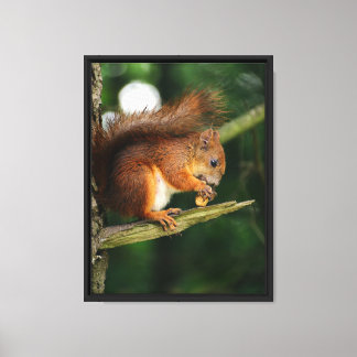Eekhoornschat Canvas Afdruk