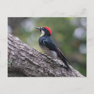 Eekhoornspecht Ansichtkaart | Bosvogel Kunst Briefkaart