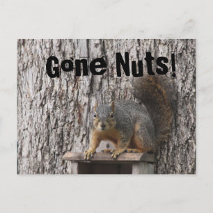 Eekhoorntjes Briefkaarten