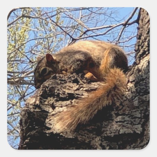 Eekhoorntjes stickers (Voorkant)