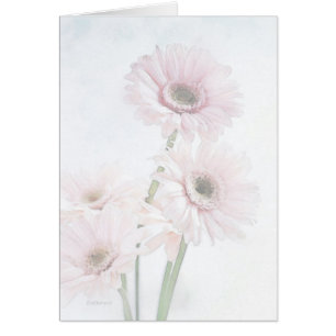 Een aanraking met roze Gerber Daisies