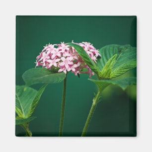 Een aanraking van Roze in de Groene Magnet Magneet